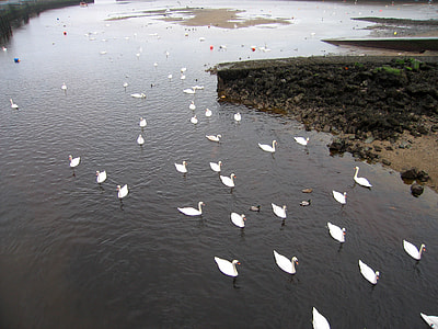 Swans where the Dargle flows into the harbour in Bray, Ireland thumbnail