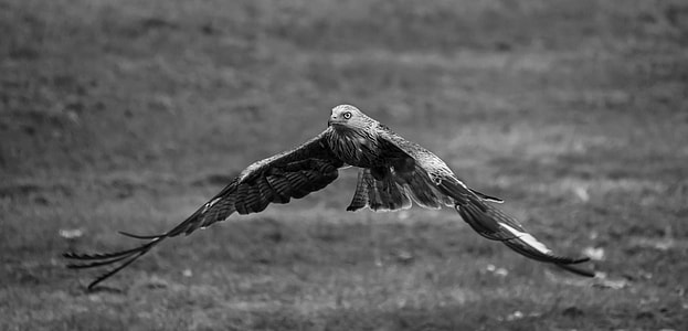 falcon in flight thumbnail