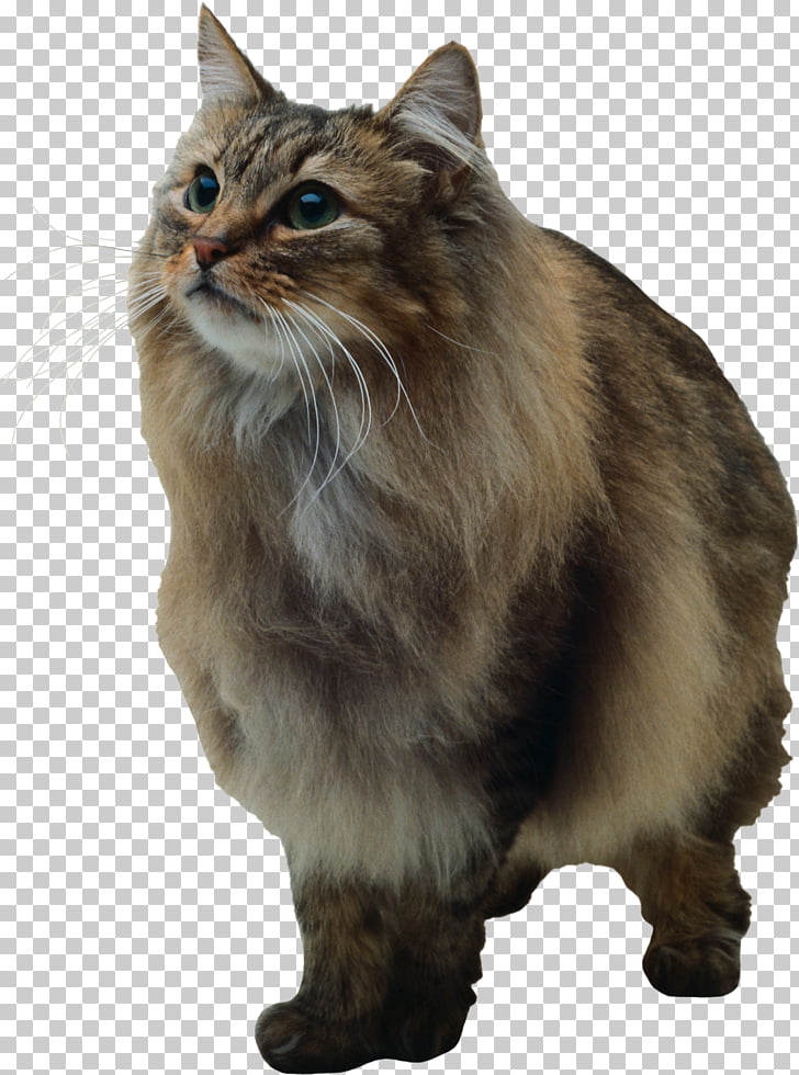 American Bobtail Manx Cat Asian Semi Longhair Kurilian Bobtail