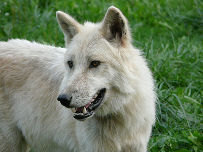 white dog standing on green grass thumbnail