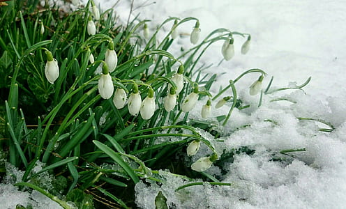 white and green flowers on snowfield thumbnail