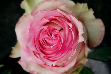 selective focus photography of pink and white rose thumbnail