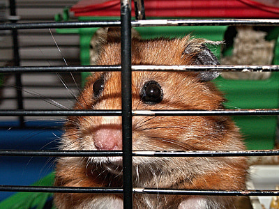 brown hamster on cage thumbnail