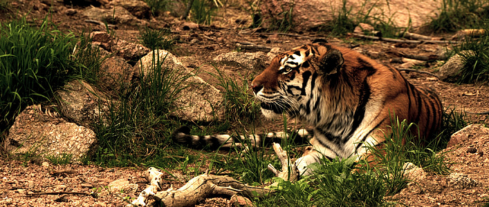 tiger lying on ground thumbnail
