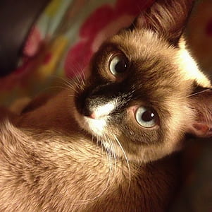close up of Siamese cat thumbnail