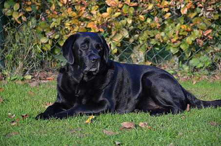 short-coated black dog lying on green grass at daytime thumbnail