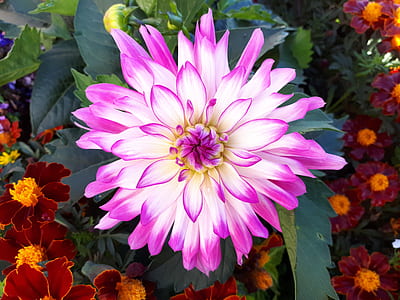 nature, flowers, garden, petals thumbnail