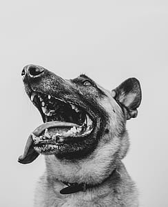 grayscale photography of adult German shepherd thumbnail
