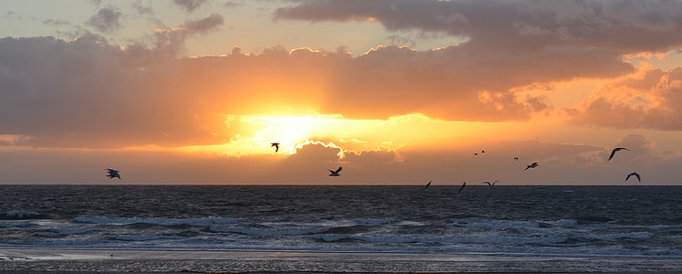 flight of Seagull above body of water thumbnail
