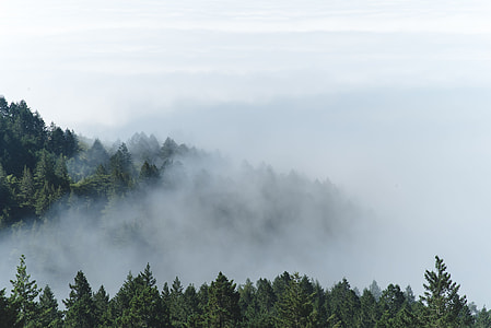 foggy green forest thumbnail