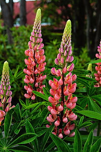 close up photo of red-and-yellow flowers at daytime thumbnail