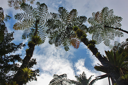 green trees view from bottom thumbnail