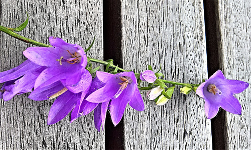 Bellflower, Individual Blütenrispe thumbnail