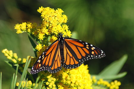 orange and black butterfly on yellow flower thumbnail