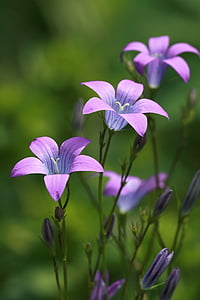 focused photo of purple flower thumbnail