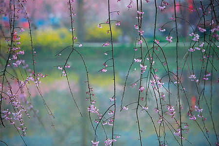 shallow focus photo of pink-and-white flowers thumbnail