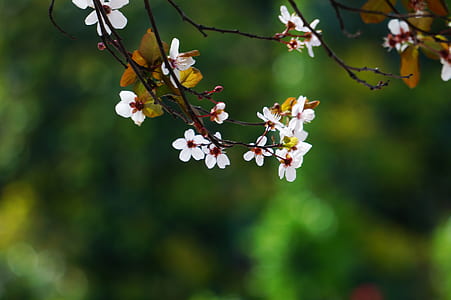 white cherry blossoms thumbnail