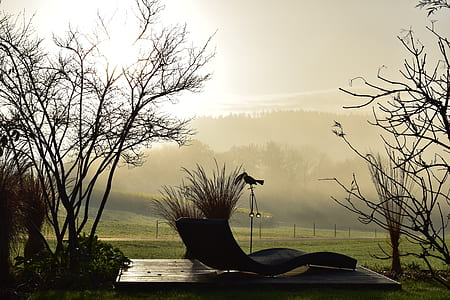 lounge chair near bare trees thumbnail
