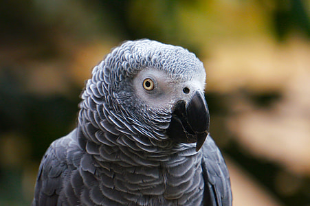 selective focus photography of African gray parrot thumbnail