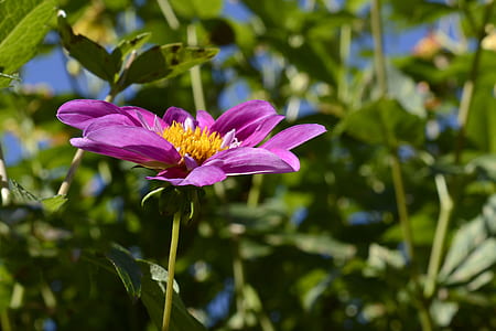 pink single-petaled dahlia flower selective-focus photography thumbnail