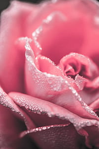 shallow focus photography pink rose thumbnail