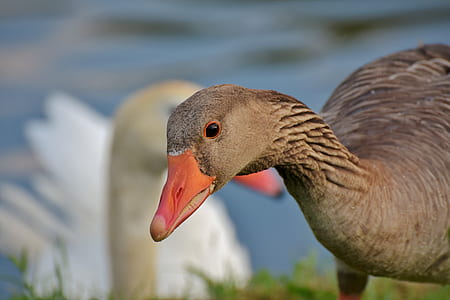 selective focus of duck thumbnail