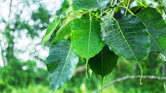 selective focus photography of green leafed plant thumbnail