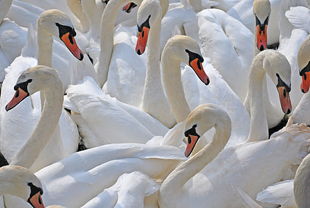 flock of white swans thumbnail