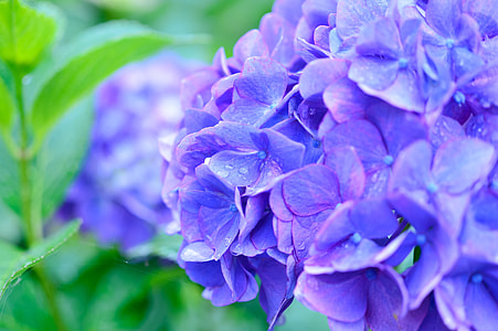 shallow focus photo of purple hydrangeas thumbnail