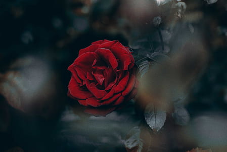 red rose thumbnail