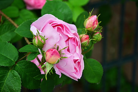 closeup photography of pink rose flower thumbnail