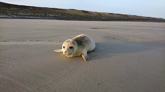 white sea lion crawling on shore thumbnail