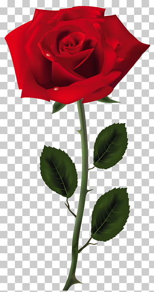 Rose , Red Rose Art , red rose illustration PNG clipart