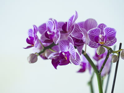 purple orchid flower in close up photography thumbnail