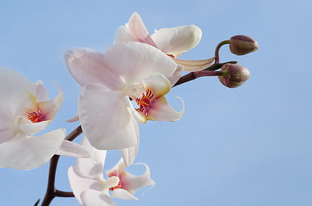 Pink and White Orchids thumbnail