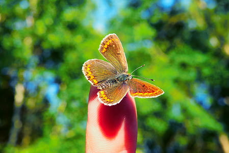 selective focus photography of person handling copper butterfly thumbnail