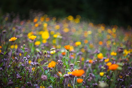 selective focus photography of flower field thumbnail