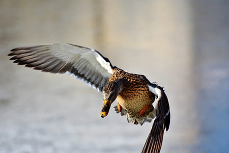 brown bird flying thumbnail