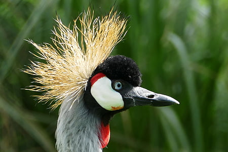 closeup photo of bird's head thumbnail
