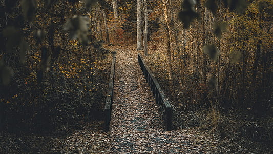 photo of concrete bridge surrounded by trees during daytime thumbnail