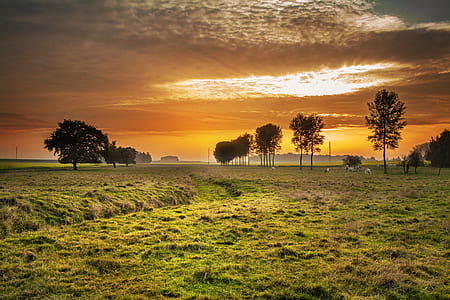 green grass field thumbnail