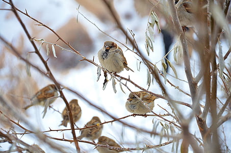 selective focus photography of Eurasian tree sparrows thumbnail