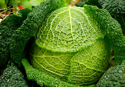 close-up photography of green vegetable thumbnail