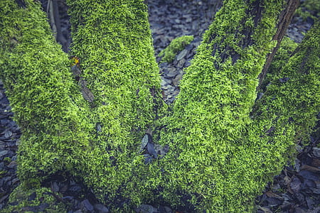nature, grass, plant, blur thumbnail