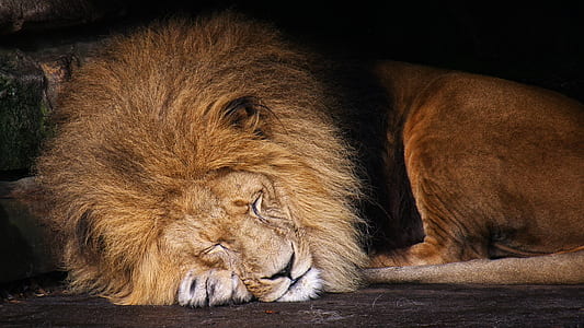sleeping lion thumbnail