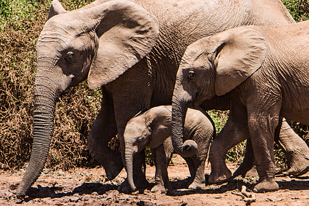 three gray elephants walking on mud during daytime thumbnail