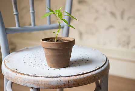 brown garden pot on white chair thumbnail