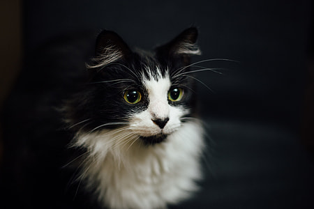 shallow focus photography of tuxedo cat thumbnail