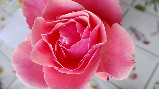 selective focus photo of pink rose in bloom thumbnail