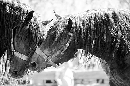 grayscale photography of horse thumbnail